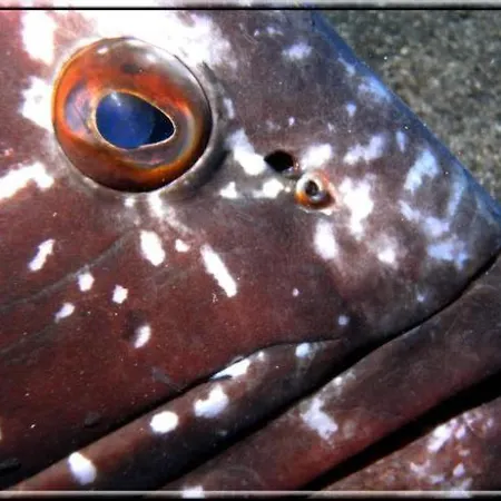 Palma Madeira Wandern Und Tauchen Appartement *