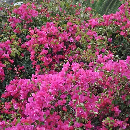 Palma Madeira Wandern Und Tauchen