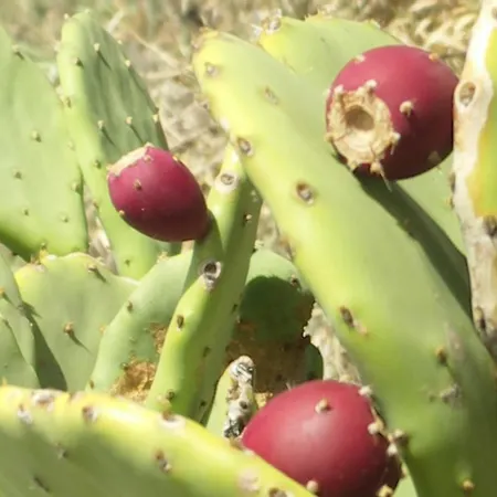 Palma Madeira Wandern Und Tauchen Appartement