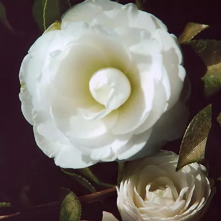 Apartman Palma Madeira Wandern Und Tauchen