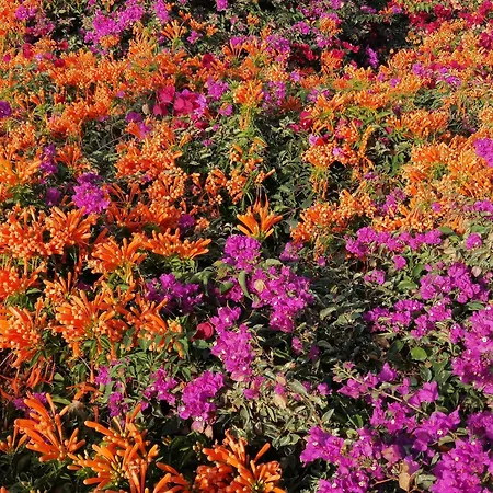 Palma Madeira Wandern Und Tauchen Caniço