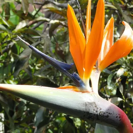 Palma Madeira Wandern Und Tauchen Apartman Caniço