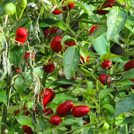 Palma Madeira Wandern Und Tauchen *