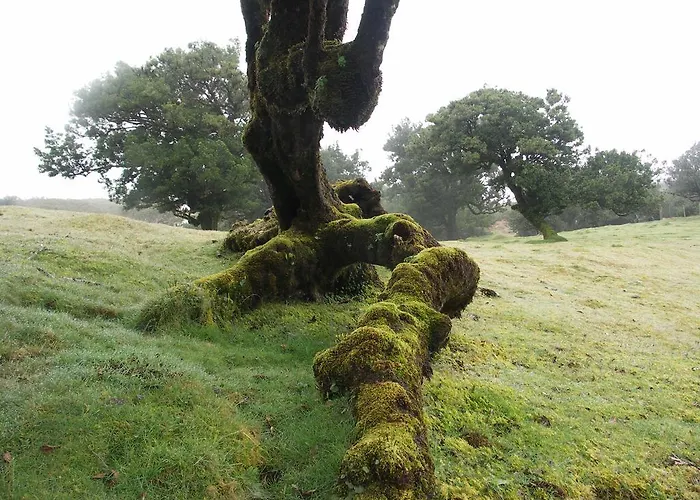 Palma Madeira Wandern Und Tauchen Apartmán *