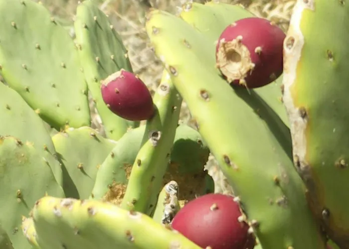 Palma Madeira Wandern Und Tauchen Apartmán