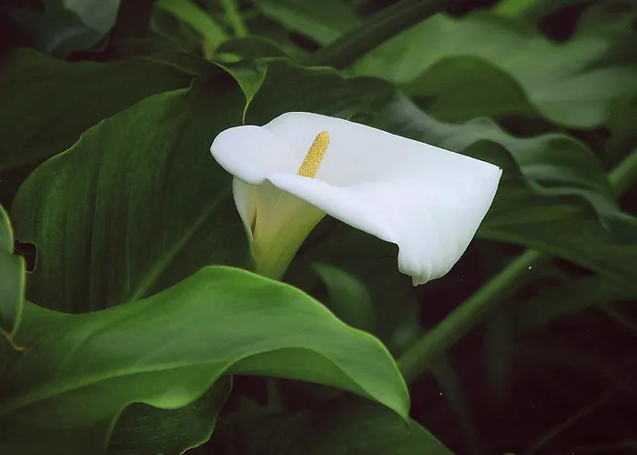 Palma Madeira Wandern Und Tauchen Apartmán *