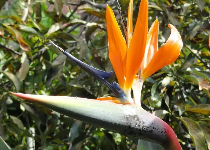 Palma Madeira Wandern Und Tauchen Apartmán Caniço