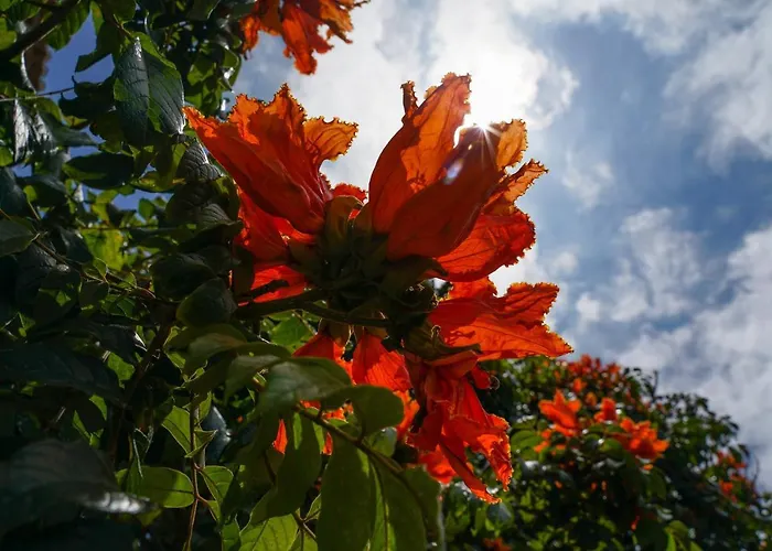 Palma Madeira Wandern Und Tauchen Caniço