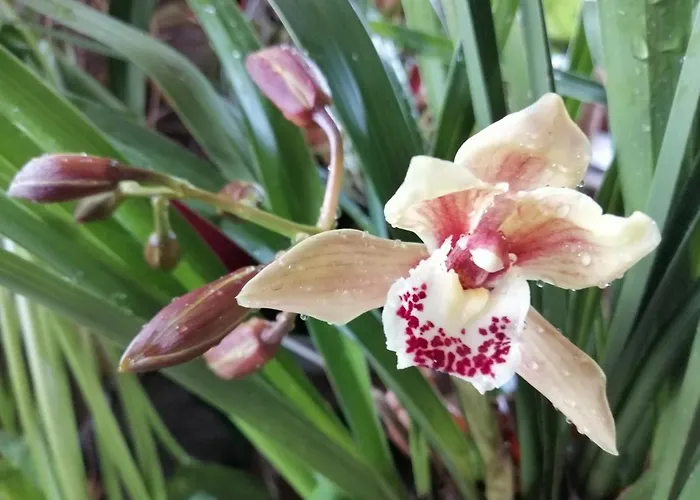 Palma Madeira Wandern Und Tauchen Apartmán