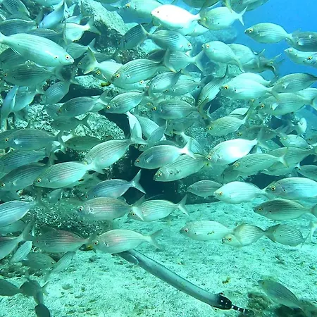 Palma Madeira Wandern Und Tauchen * Caniço