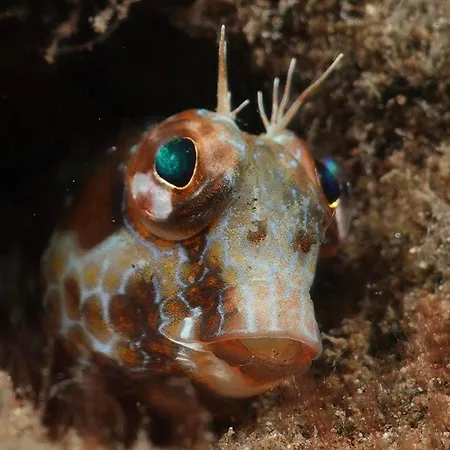 Palma Madeira Wandern Und Tauchen Apartament *