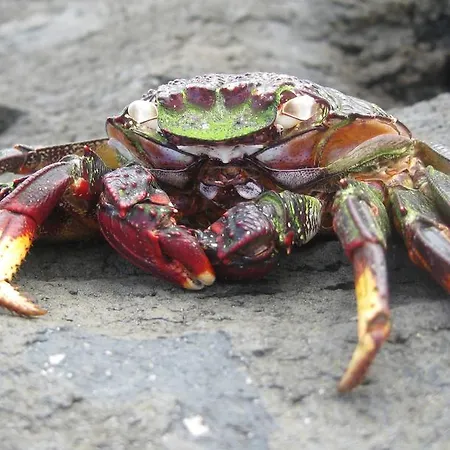 Palma Madeira Wandern Und Tauchen * Caniço