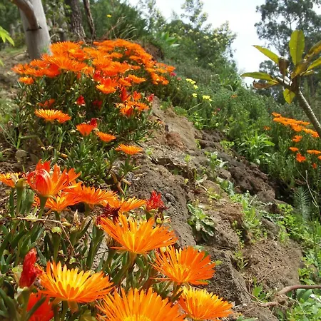 Palma Madeira Wandern Und Tauchen Apartament *