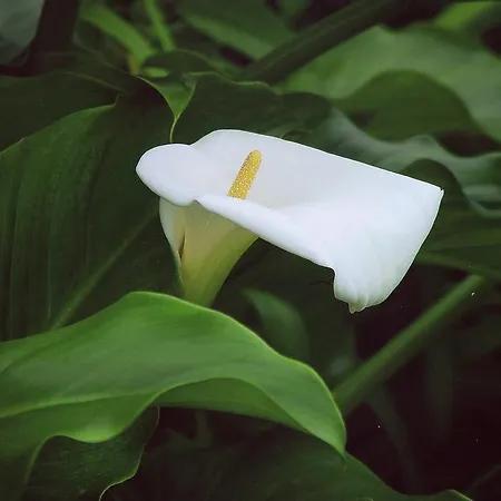 Palma Madeira Wandern Und Tauchen Apartamento *