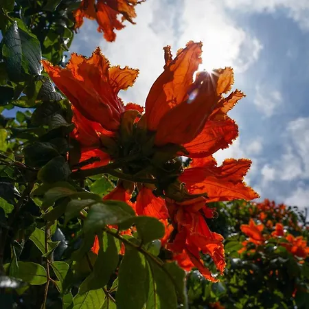 Palma Madeira Wandern Und Tauchen Caniço