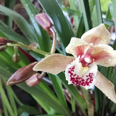 Palma Madeira Wandern Und Tauchen Apartament