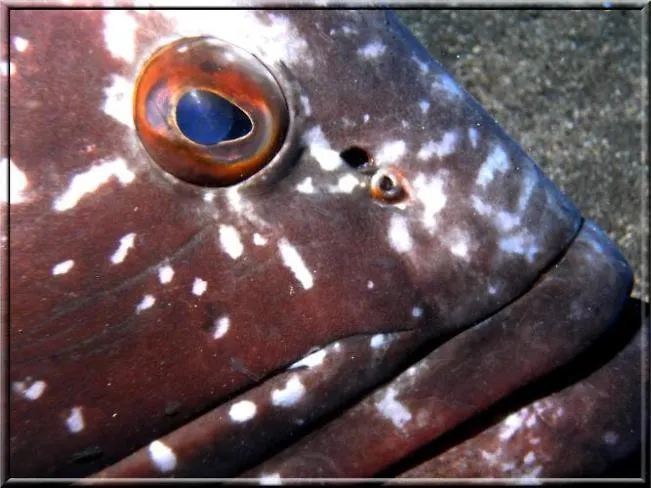 Palma Madeira Wandern Und Tauchen Apartment *