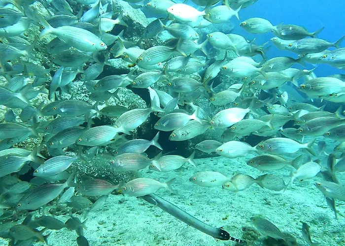 Palma Madeira Wandern Und Tauchen * Caniço