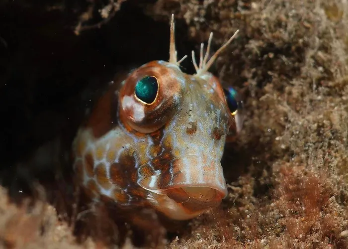 Palma Madeira Wandern Und Tauchen Apartment *