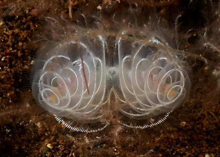 Apartment Palma Madeira Wandern Und Tauchen Caniço