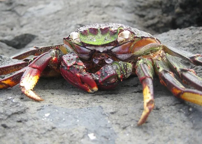Palma Madeira Wandern Und Tauchen * Caniço