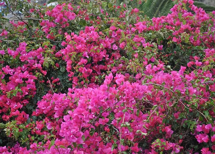 Palma Madeira Wandern Und Tauchen