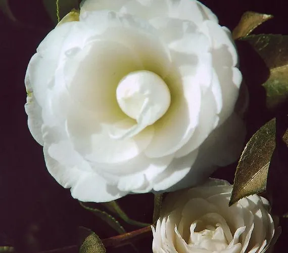 Apartment Palma Madeira Wandern Und Tauchen