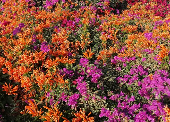 Palma Madeira Wandern Und Tauchen Caniço