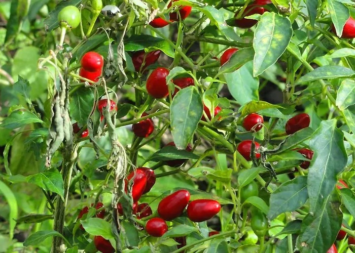 Palma Madeira Wandern Und Tauchen *